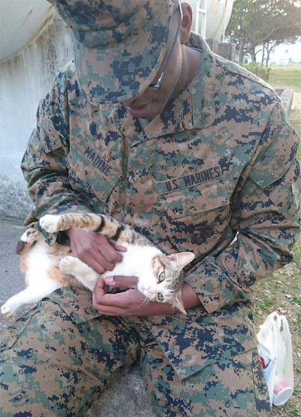 戦場にもネコは居る!!極限状態でも癒される戦場のネコの画像の数々!!の画像(7枚目)