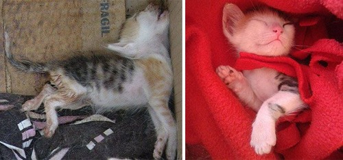 【画像】子汚い野良猫を拾って育てたら、こんなに可愛いニャンコになりましたよ!の画像(21枚目)