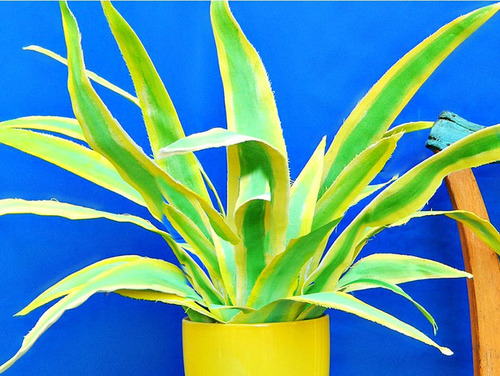 【画像】狭くても大丈夫!小さな植木が綺麗に飾れる工夫の数々!の画像(22枚目)