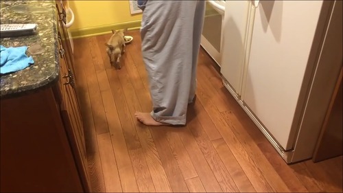 相棒の近くに器を移動して食べる犬1