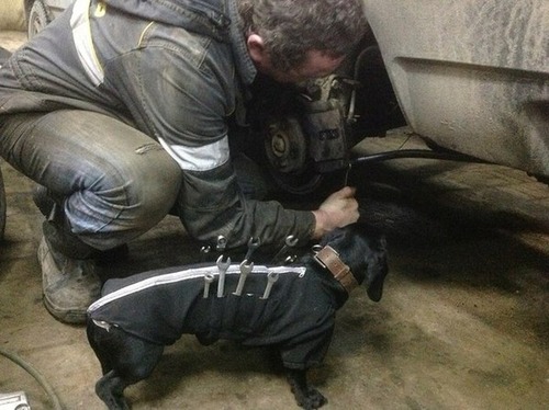 自動車整備を助けるワンコがとても助かる!!の画像(2枚目)