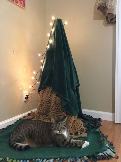 ペットと過ごすクリスマスの画像(2枚目)