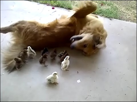 大量のヒヨコに襲われる犬の画像2