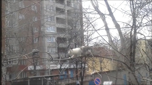 カラスと猫の戦いのテーマ曲がやっぱり凄い!5