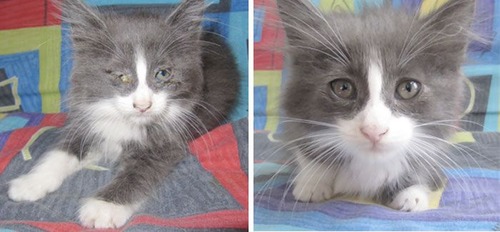 【画像】子汚い野良猫を拾って育てたら、こんなに可愛いニャンコになりましたよ!の画像(5枚目)