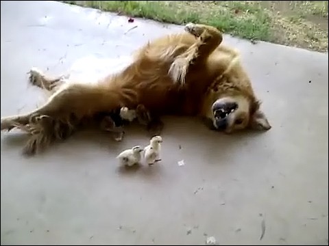 大量のヒヨコに襲われる犬の画像1