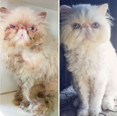 【画像】子汚い野良猫を拾って育てたら、こんなに可愛いニャンコになりましたよ!の画像(12枚目)