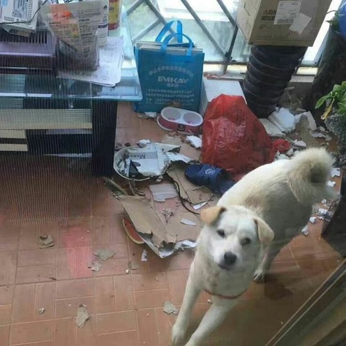 食用で販売されていた犬の画像(5枚目)