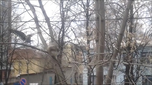 カラスと猫の戦いのテーマ曲がやっぱり凄い!12