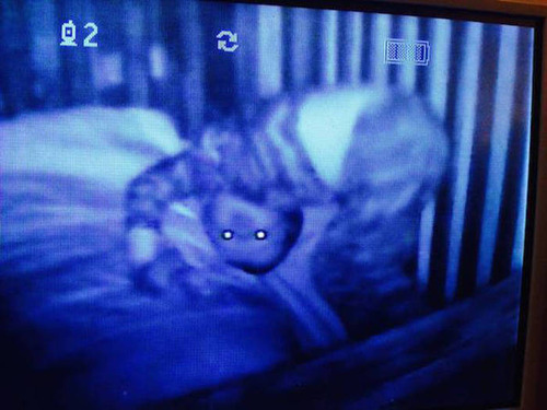 【閲覧注意】怖くて怖くて怖すぎる!実在するトラウマになる恐ろしい画像の数々…の画像(15枚目)