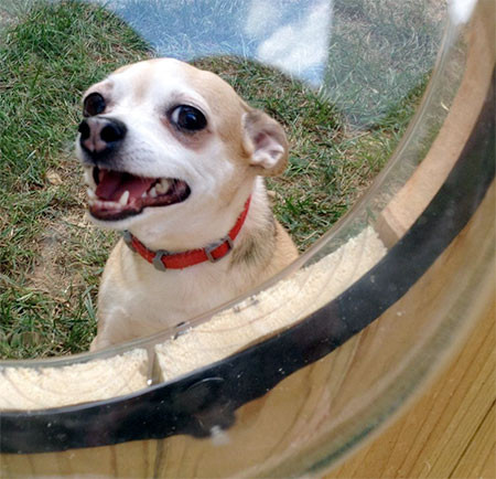 【画像】ワンちゃん大喜び!カッコいい犬用の窓!!の画像(3枚目)