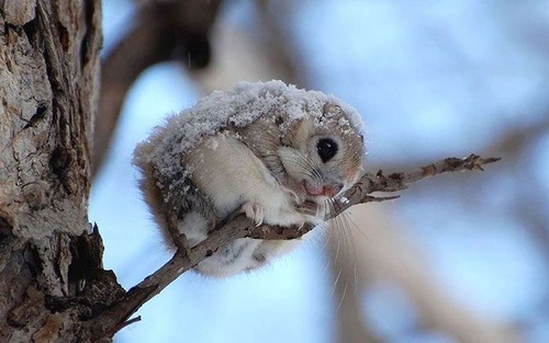 【画像】北海道に住むエゾモモンガがかわい過ぎる!!の画像(1枚目)
