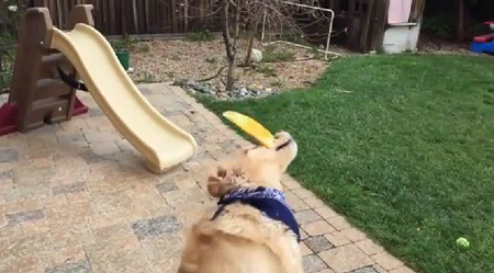 食物をなげて口でキャッチできない犬がひたすら悲しい9