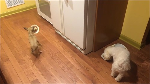 相棒の近くに器を移動して食べる犬5