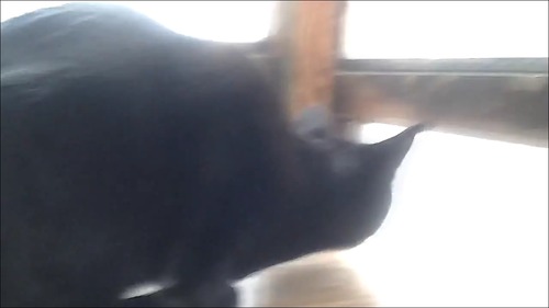カラスと猫の戦いのテーマ曲がやっぱり凄い!3