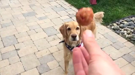 食物をなげて口でキャッチできない犬がひたすら悲しい5