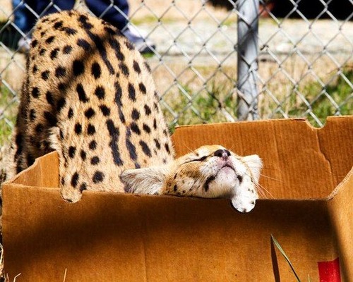 ほのぼのするけどちょっと怖い!幸せそうな動物たちの写真の数々!の画像(1枚目)