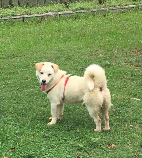 食用で販売されていた犬の画像(7枚目)