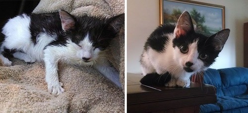 【画像】子汚い野良猫を拾って育てたら、こんなに可愛いニャンコになりましたよ!の画像(14枚目)