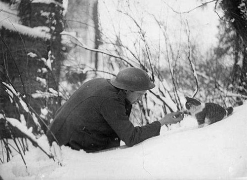 戦場にもネコは居る!!極限状態でも癒される戦場のネコの画像の数々!!の画像(25枚目)