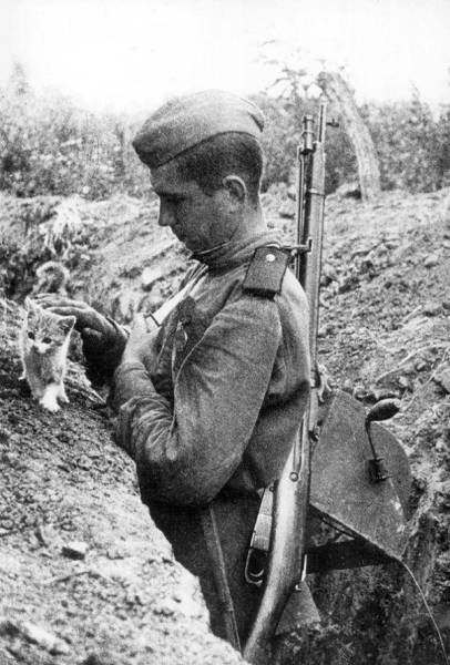 戦場にもネコは居る!!極限状態でも癒される戦場のネコの画像の数々!!の画像(27枚目)