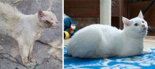 【画像】子汚い野良猫を拾って育てたら、こんなに可愛いニャンコになりましたよ!の画像(16枚目)