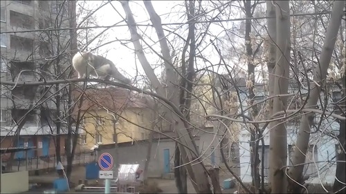 カラスと猫の戦いのテーマ曲がやっぱり凄い!9