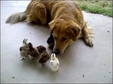 大量のヒヨコに襲われる犬の画像5