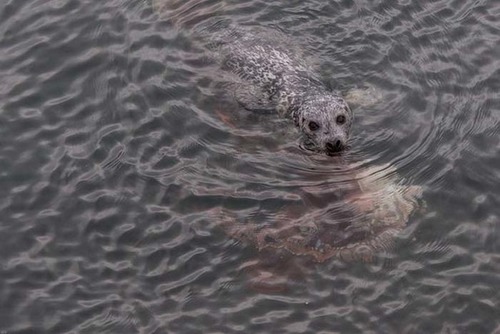【動画】アザラシが巨大なタコに襲われる!!(アザラシVS巨大タコ)の画像(1枚目)