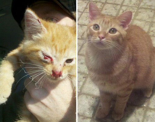 【画像】子汚い野良猫を拾って育てたら、こんなに可愛いニャンコになりましたよ!の画像(27枚目)