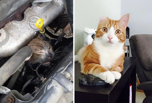 【画像】子汚い野良猫を拾って育てたら、こんなに可愛いニャンコになりましたよ!の画像(2枚目)