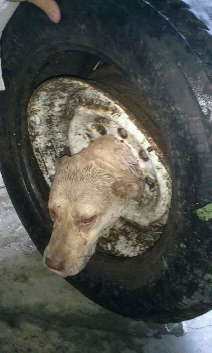 【画像】タイヤのホイールに頭がはまった犬の救助方法がなかなか凄い!!の画像(4枚目)