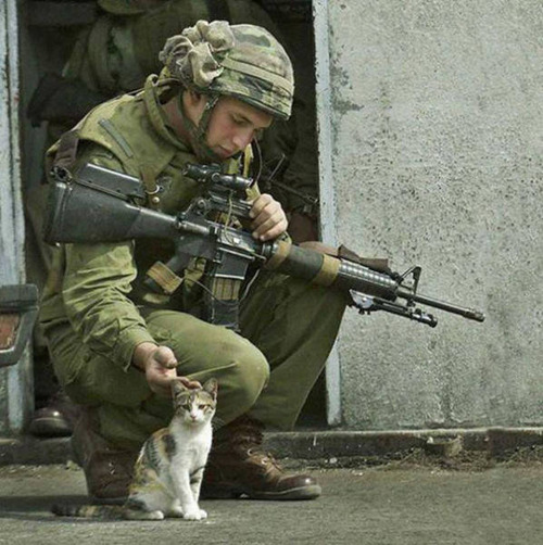 戦場にもネコは居る!!極限状態でも癒される戦場のネコの画像の数々!!の画像(1枚目)