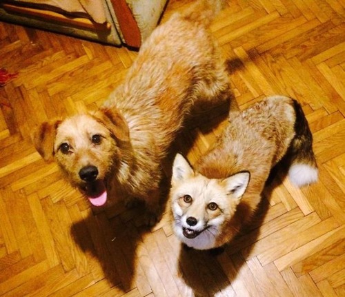 犬と猫と仲良しのキツネの画像(1枚目)