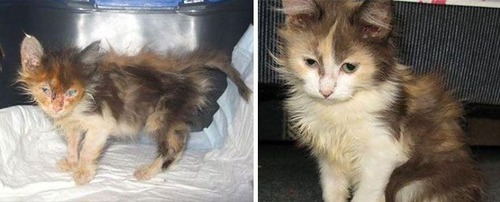 【画像】子汚い野良猫を拾って育てたら、こんなに可愛いニャンコになりましたよ!の画像(23枚目)