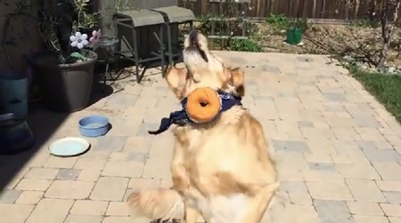 食物をなげて口でキャッチできない犬がひたすら悲しい4