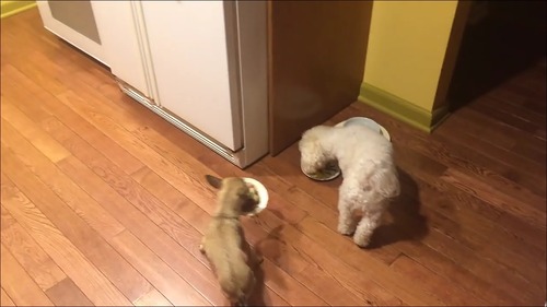 相棒の近くに器を移動して食べる犬6