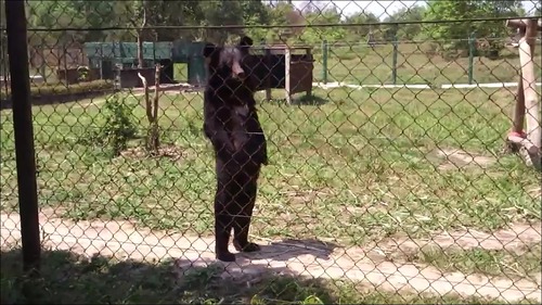 人間のように歩くクマの画像_000006112