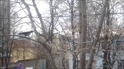 カラスと猫の戦いのテーマ曲がやっぱり凄い!11