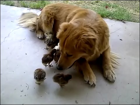 大量のヒヨコに襲われる犬の画像7