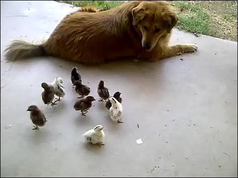 大量のヒヨコに襲われる犬の画像3