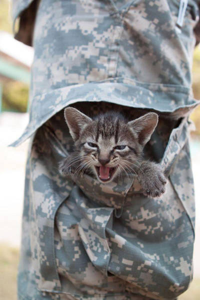 戦場にもネコは居る!!極限状態でも癒される戦場のネコの画像の数々!!の画像(28枚目)