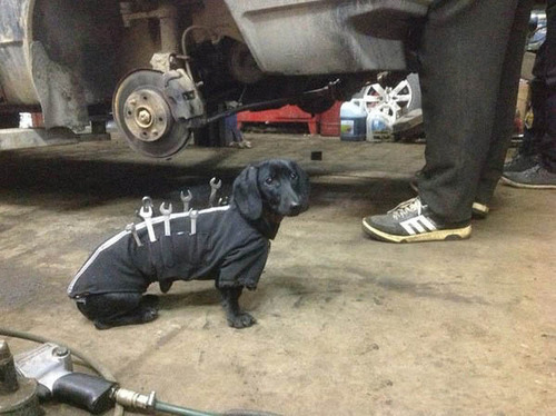 自動車整備を助けるワンコがとても助かる!!の画像(5枚目)