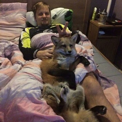犬と猫と仲良しのキツネの画像(4枚目)