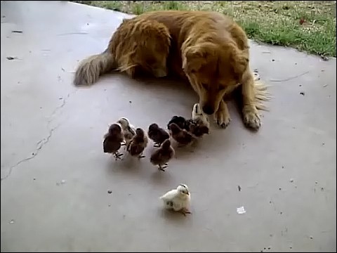 大量のヒヨコに襲われる犬の画像4