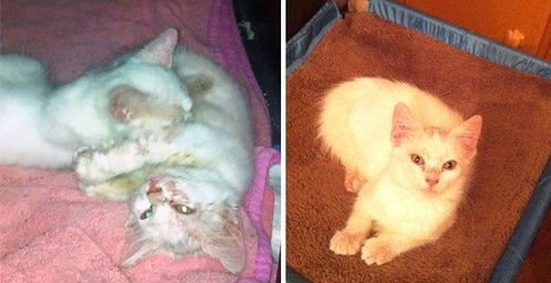 【画像】子汚い野良猫を拾って育てたら、こんなに可愛いニャンコになりましたよ!の画像(15枚目)