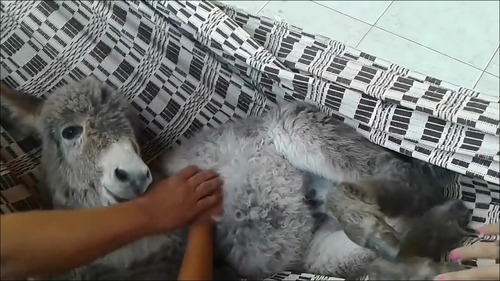 【動画】ハンモックが好き過ぎるロバの子供_000073258