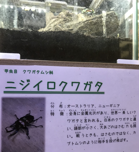 虫17