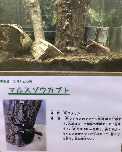 虫13