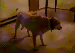 inu